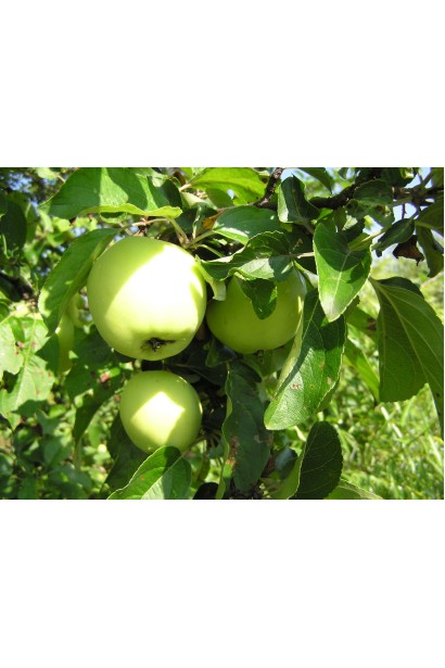 Яблуня Антонівка з дозрілими жовтими плодами на дереві